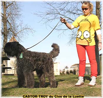 bouvier des flandres du clos de la luette - copyright d&eacute;pos&eacute;